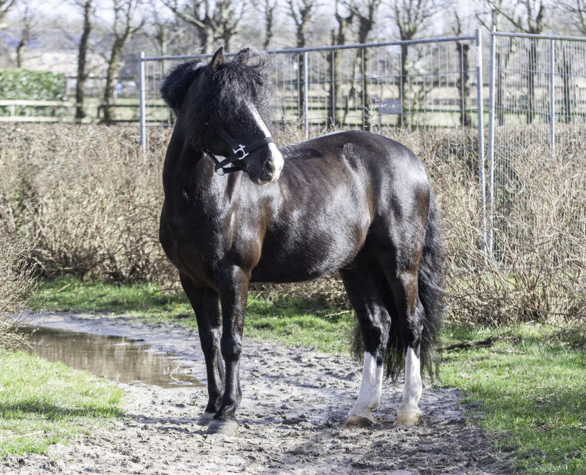 De Paarden En Pony s Manege De Eenhoorn de-paarden-en-pony-s-manege-de-eenhoorn