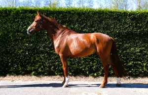 Otto 1