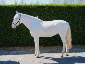Senorio 2